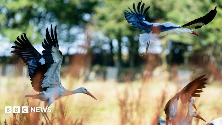 Rewilding Plan Releases 21 White Storks in Cornwall