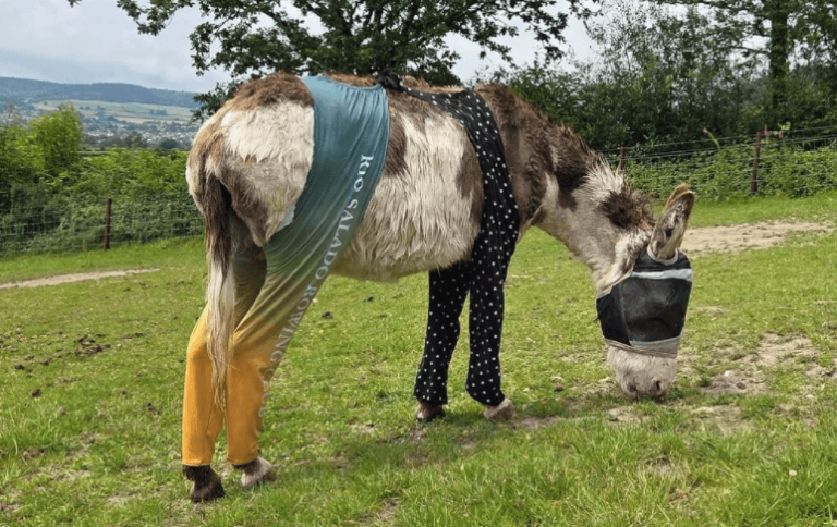 Baggy Trousers Help Sidmouth Donkeys Beat Flies