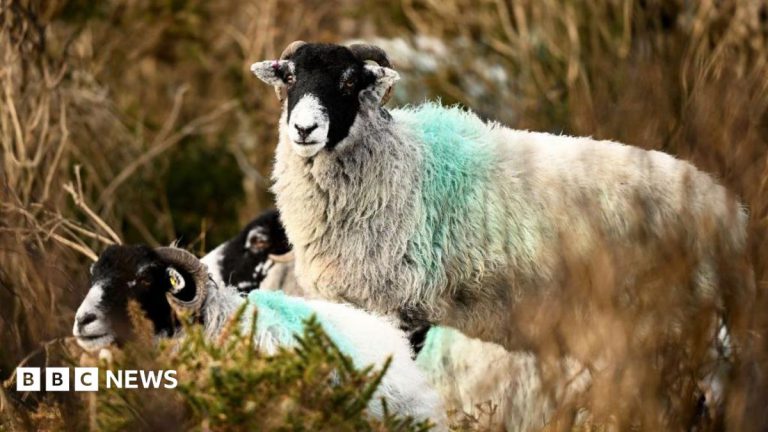 Bluetongue Virus Hotspot Emerges in Devon and Cornwall