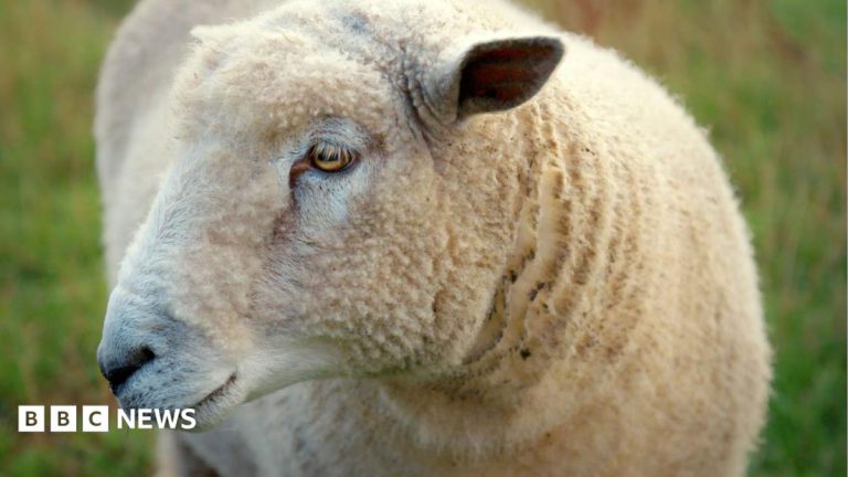 South West Animal Attractions Remain Open Amid Bluetongue