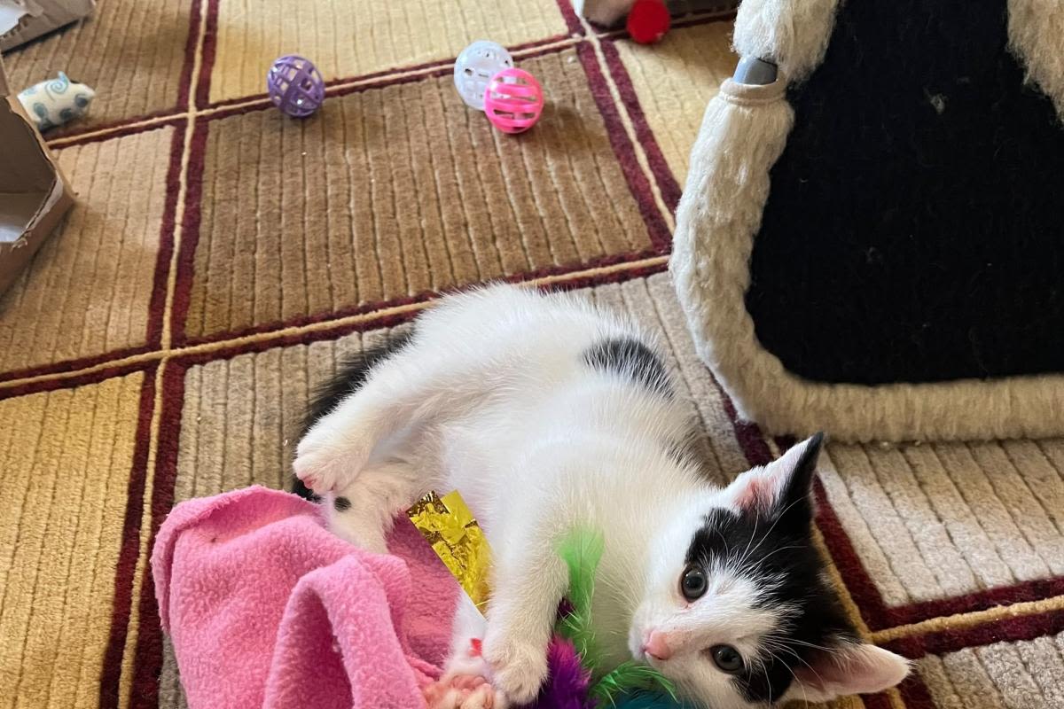 Blue Cross Urges Devon Cat Owners to Neuter as Kitten Crisis Grows