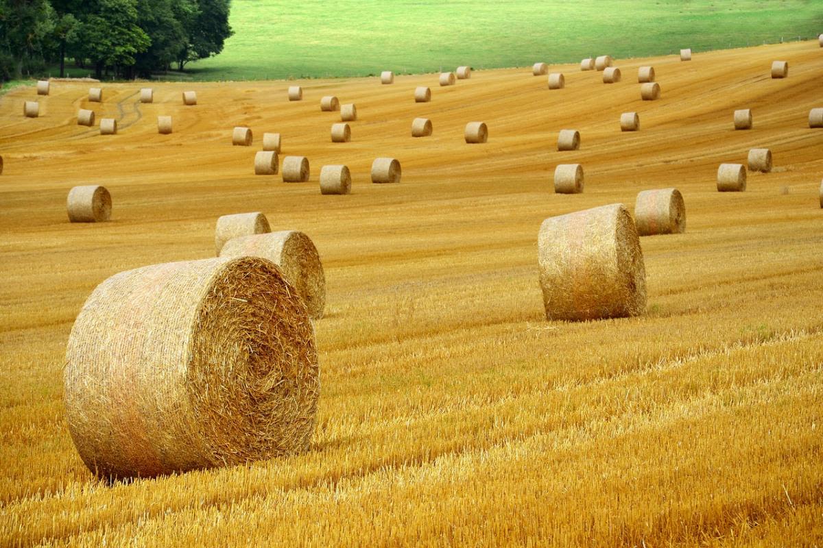 Devon Council Hails £65m Support for Drought-Affected Farmers