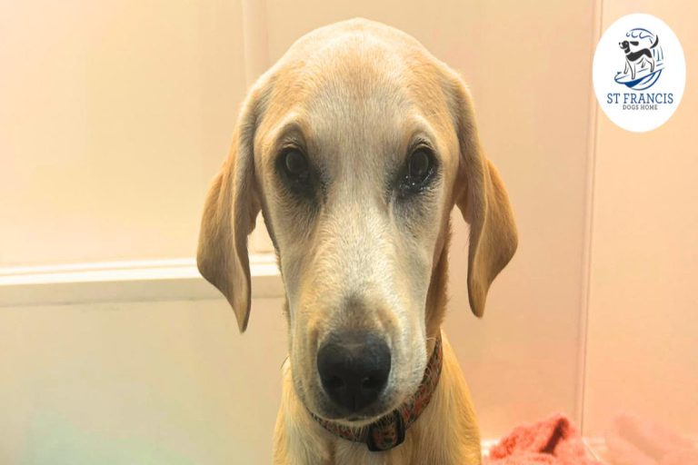 Charity Appeal Launched for Newquay Puppy After £3,000 Surgery