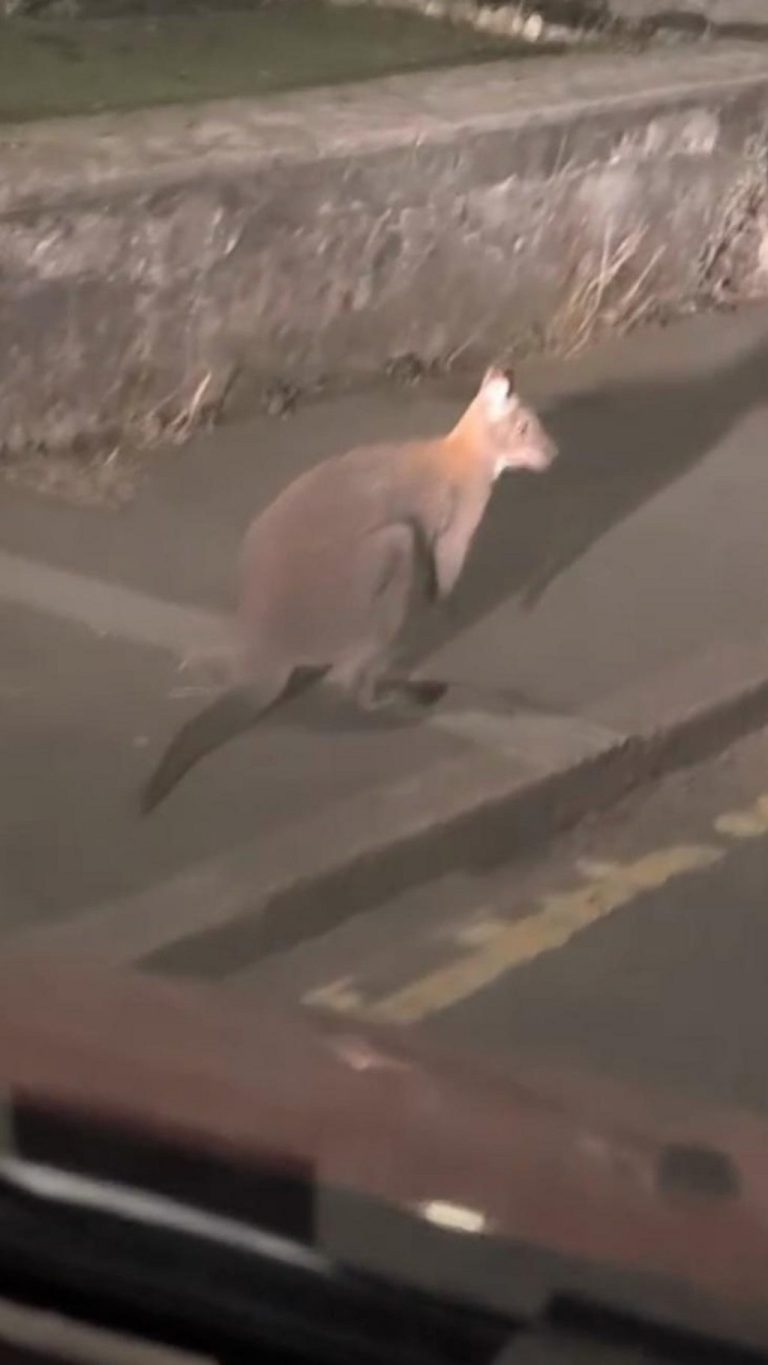 Wallaby Sighted Hopping Through Liskeard Town Centre