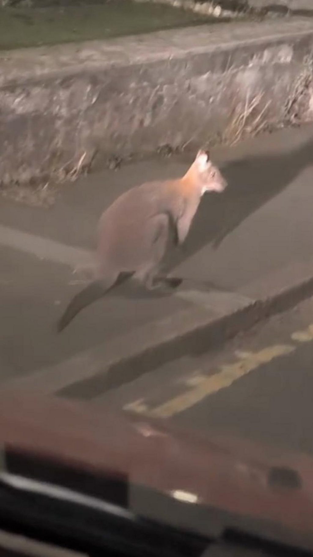 Wallaby Sighted Hopping Through Liskeard Town Centre