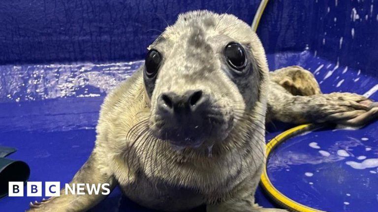 Cornish Seal Sanctuary Rescues First Pup of Season