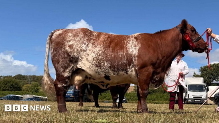 Cow Bride and Bull Groom Seek Wedding Outfits for Show