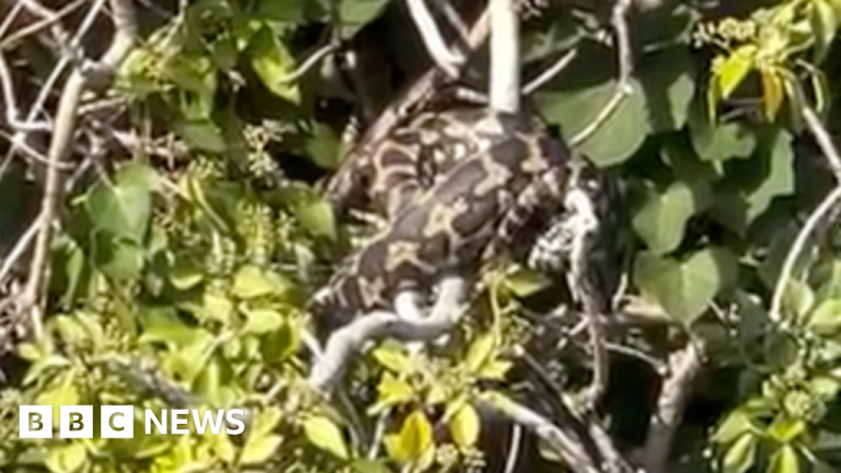 Member of Public Rescues Escaped Python from Tree