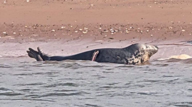 Plea Issued After Grey Seal Slashed by Boat Propeller