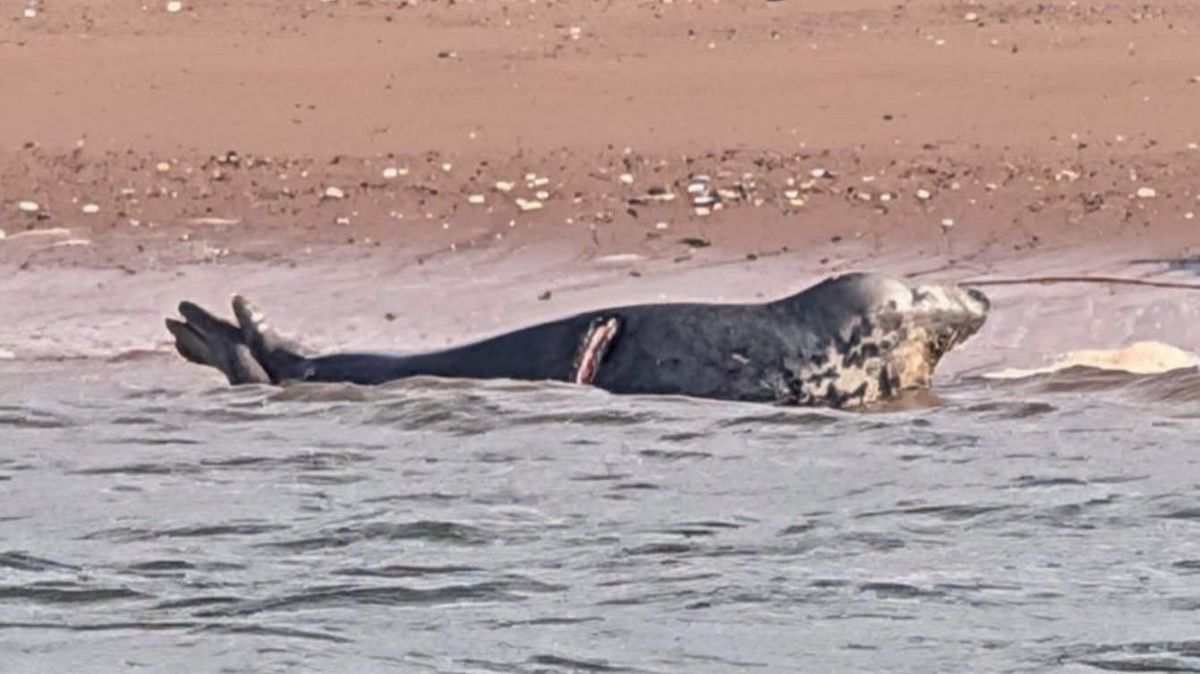 Plea Issued After Grey Seal Slashed by Boat Propeller