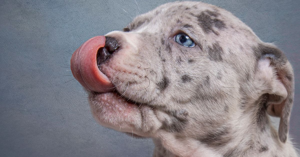 New November Law Affects Thousands of UK Dog Owners
