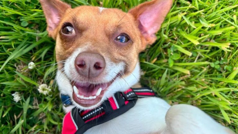 Joy as 65 Rescued Dogs Find Homes After Ordeal