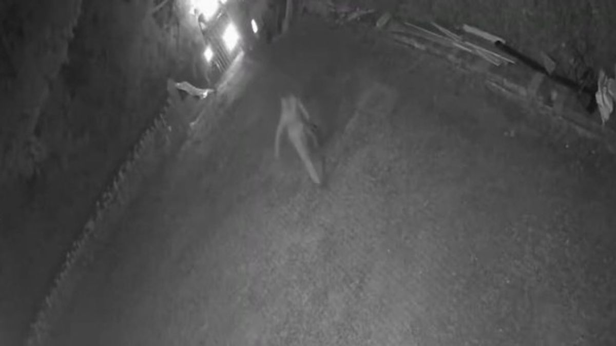 CCTV Footage Captures Vandals Targeting Cornwall Islamic Centre