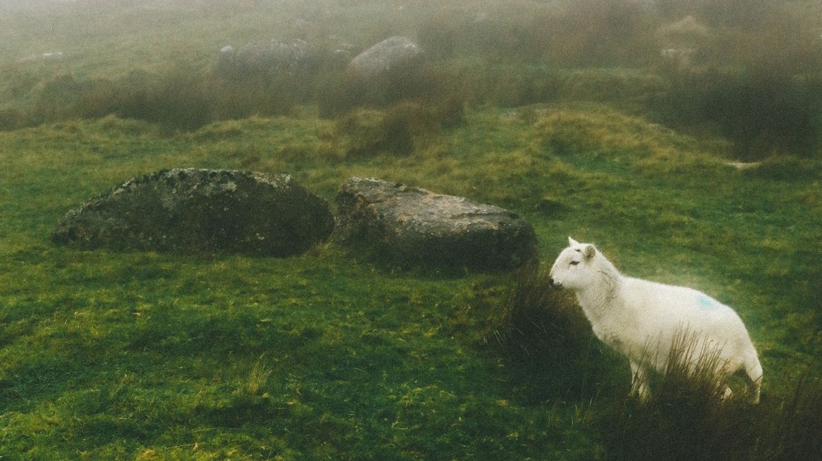 Sheep Attacks in Devon Kill Dozens