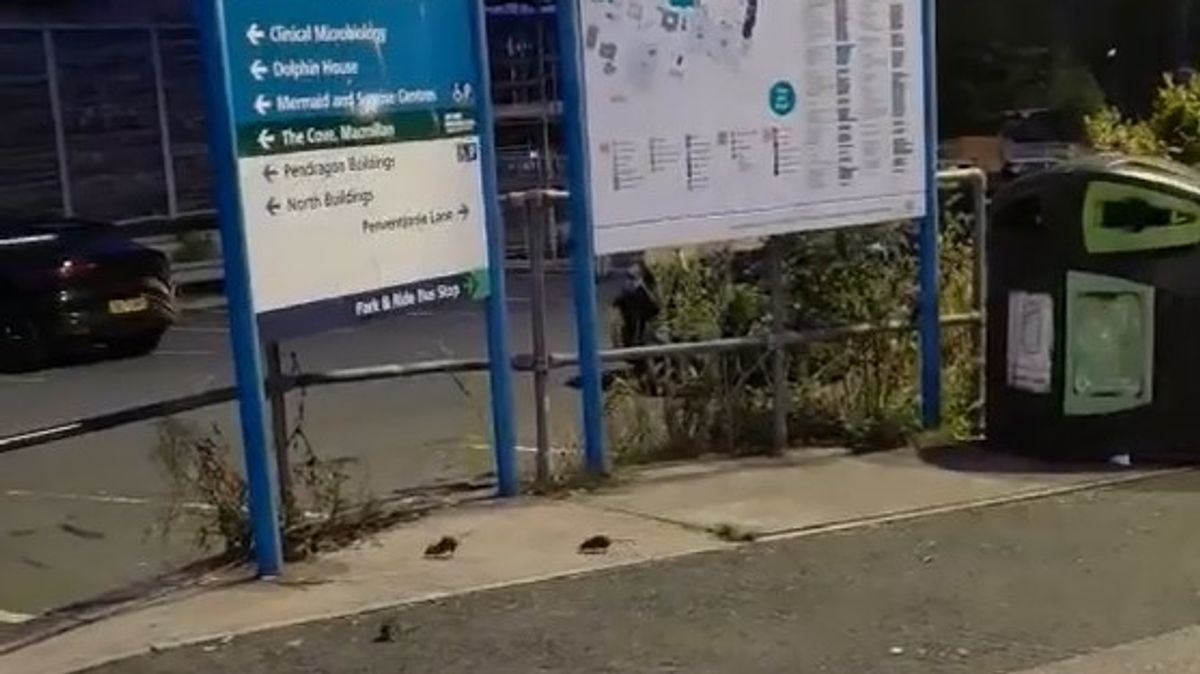 Royal Cornwall Hospital Patient Disturbed and Unsafe After Seeing Rats