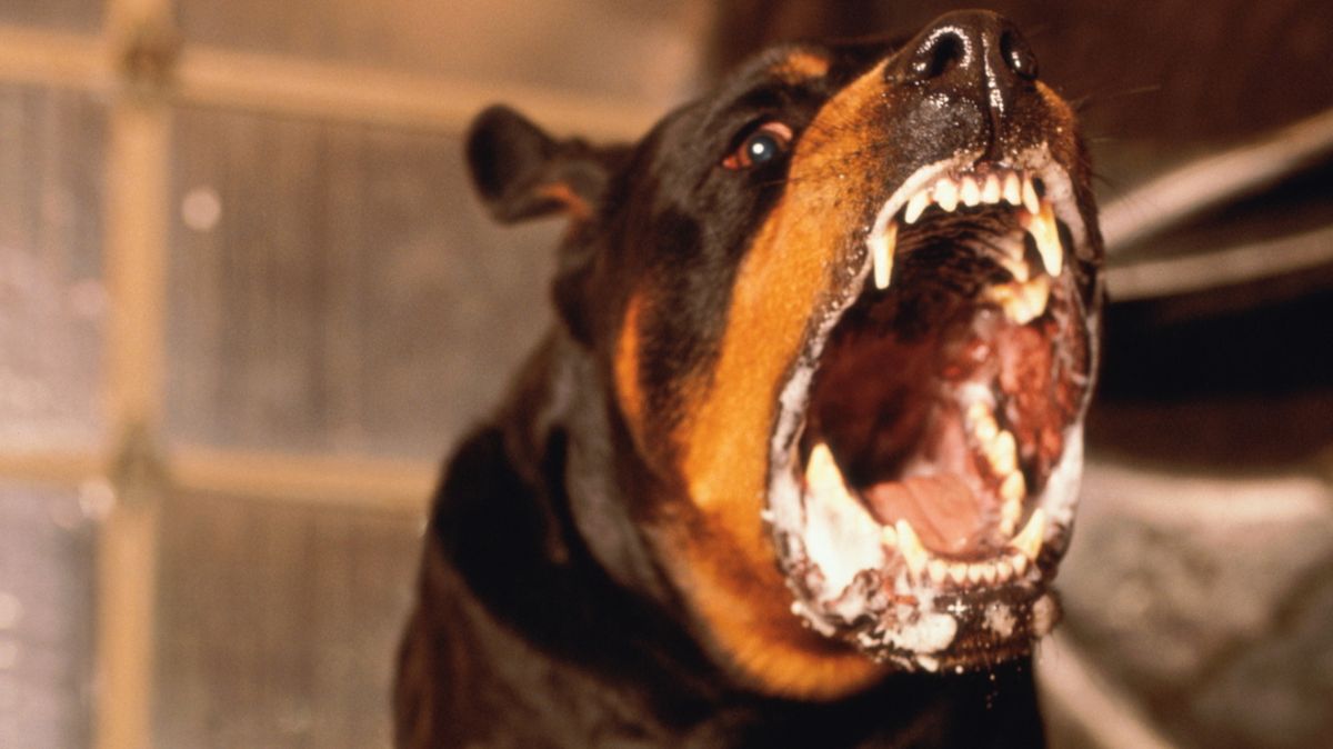 Postwoman Bloodied in Dog Attack, Owner Sentenced