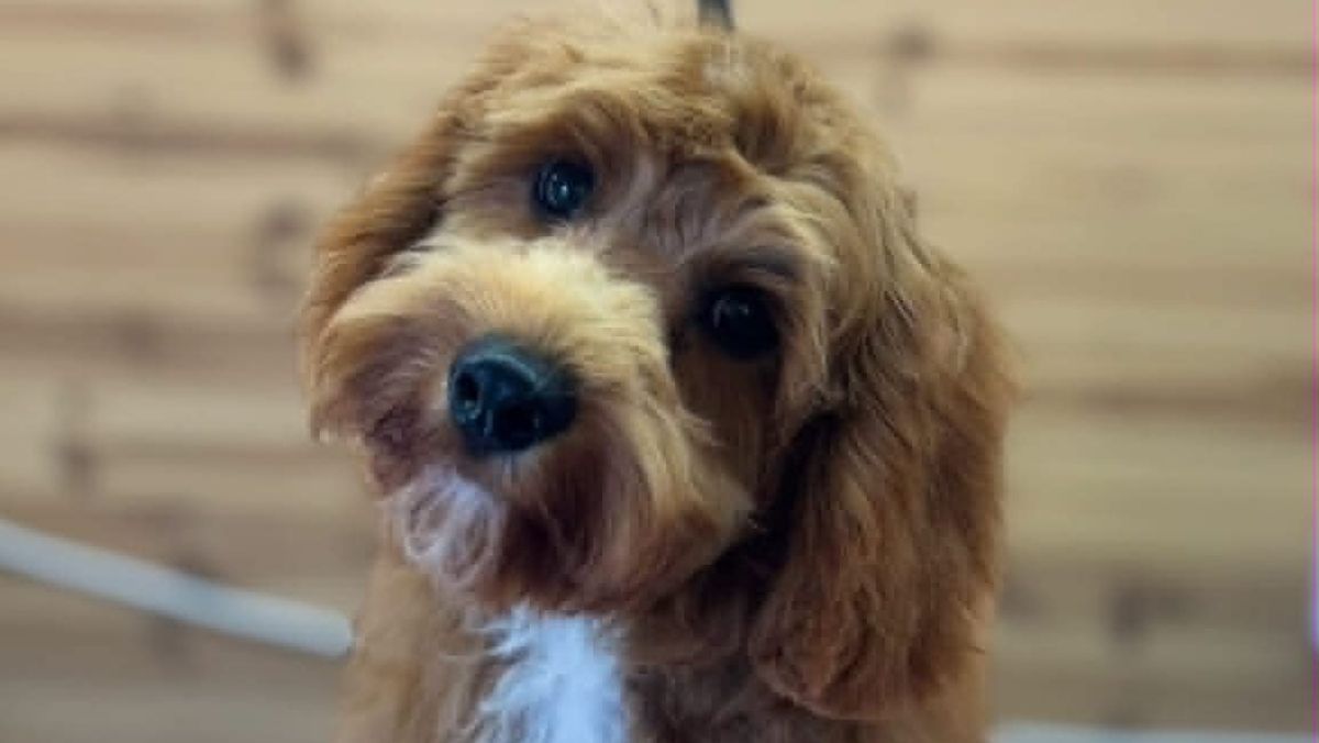 Frenzied Dog Attack Kills Six-Month-Old Puppy in Lostwithiel