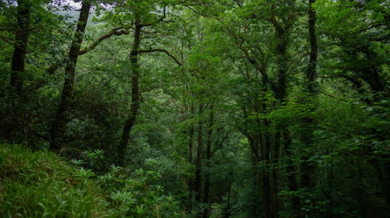 Tourists Flock to Devon's Rare Rainforest Gorge and Waterfall