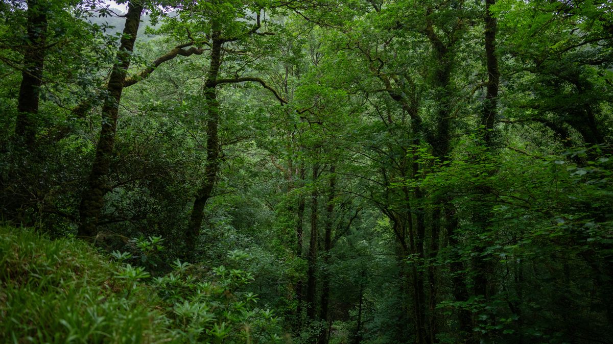 Tourists Flock to Devon's Rare Rainforest Gorge and Waterfall