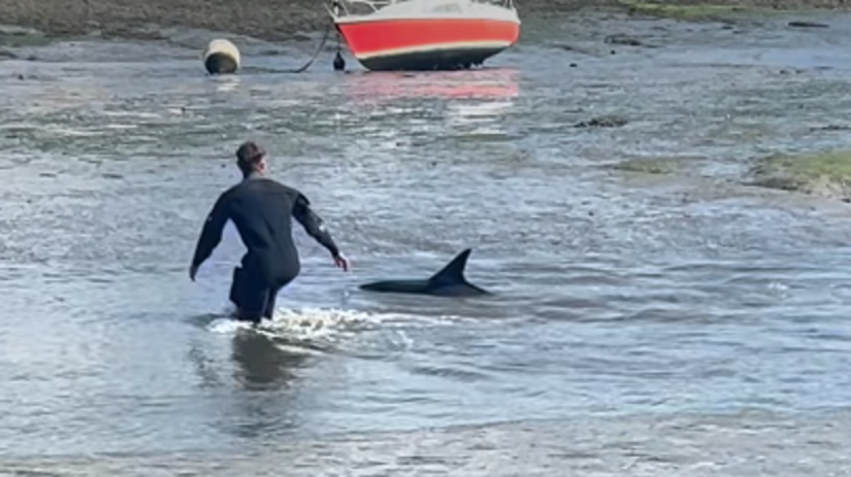 Diver Rescues Dolphin From Shallow Water Near Falmouth