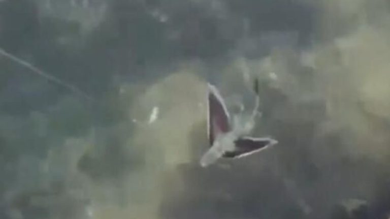 Extremely Rare Flying Fish Spotted in Plymouth