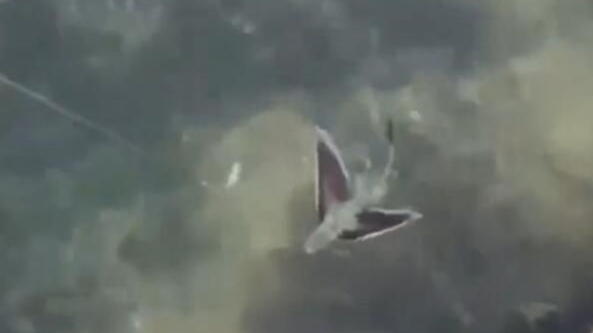 Extremely Rare Flying Fish Spotted in Plymouth