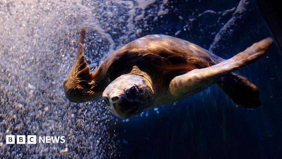 Beloved Rescued Loggerhead Turtle Dies at Newquay Aquarium