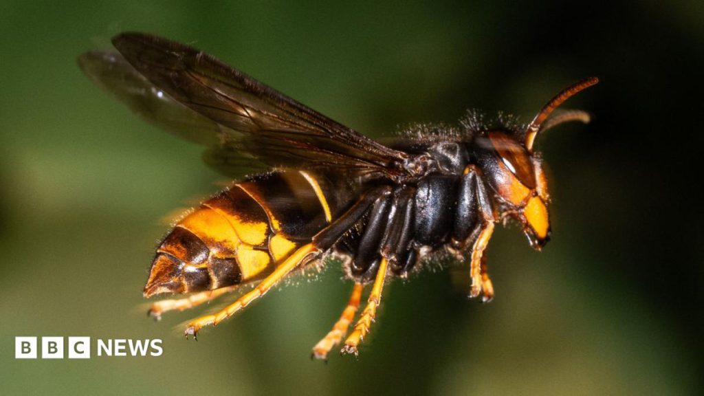 Concern Mounts Over Asian Hornets Spreading