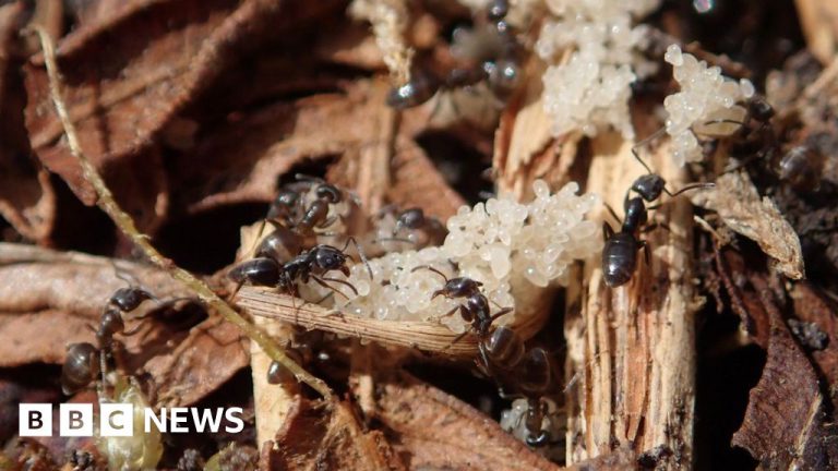 Devon Heathland Scheme to Help Two Rare Ant Species