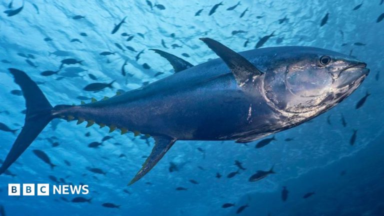 Scientists and Fishermen Welcome Tuna Return