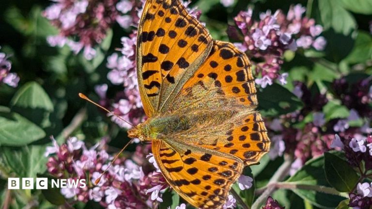 Queen of Spain Fritillary Spotted at Eden Project