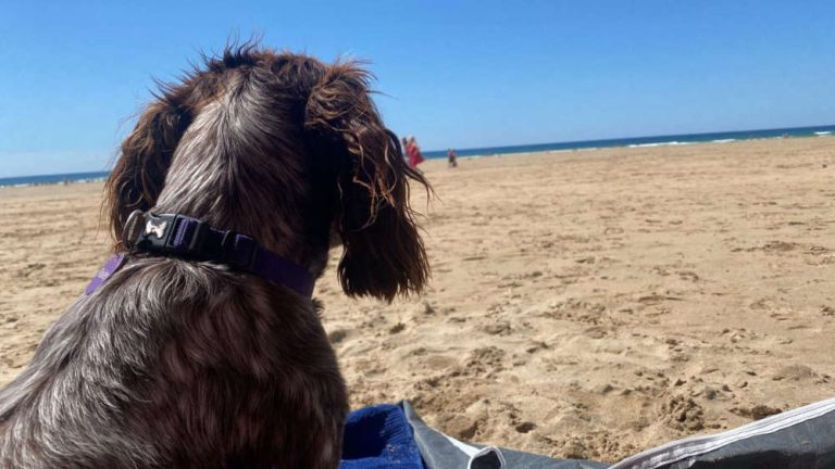 Dog Bans Lifted Across Cornwall As Beaches Reopen