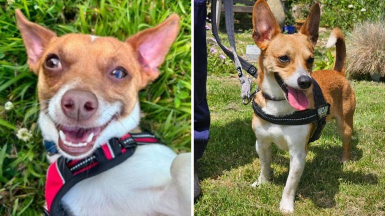 RSPCA Cornwall Rehomes Final Two Terriers From Major Rescue