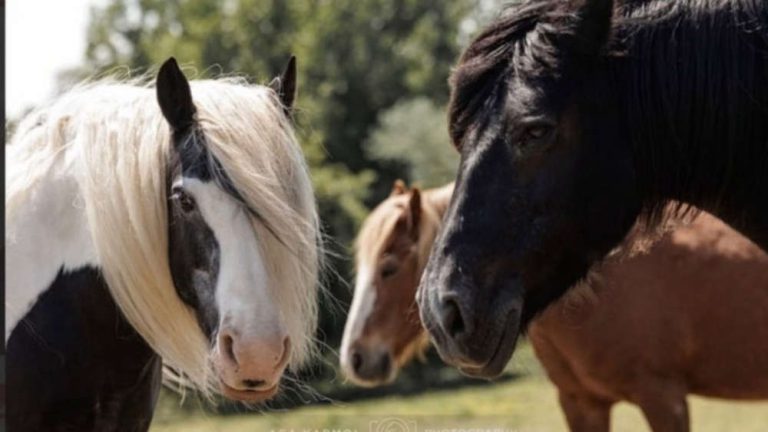 Equine Charity Urgently Seeks New Base in Cornwall