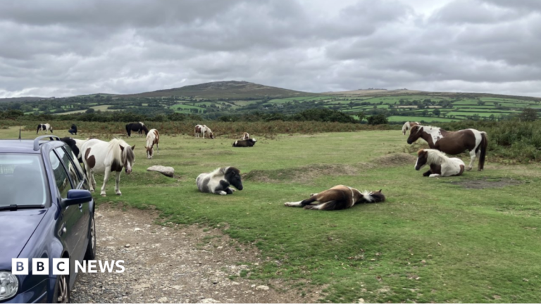 Visitors Urged Not to Feed Dartmoor Ponies Over Welfare Fears