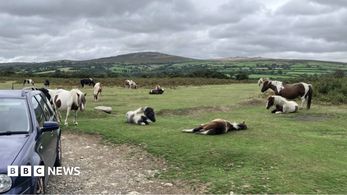 Visitors Urged Not to Feed Dartmoor Ponies Over Welfare Fears