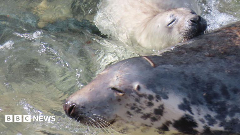 Cornish Charity Backs Legal Protection for Resting Seals