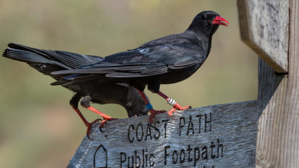 Record 161 Chough Fledglings Boost Cornwall Population