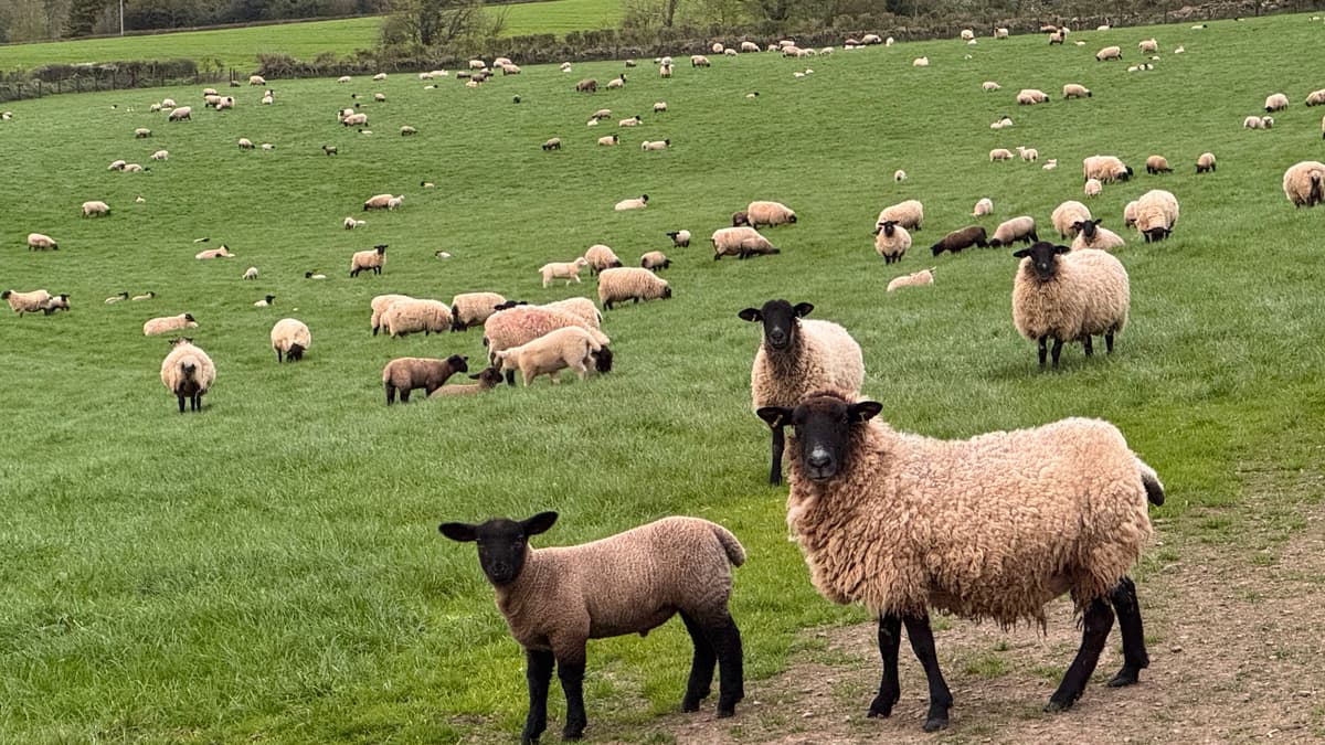 Police Hunt Dog Owner Over Sheep Attacks Near Crediton