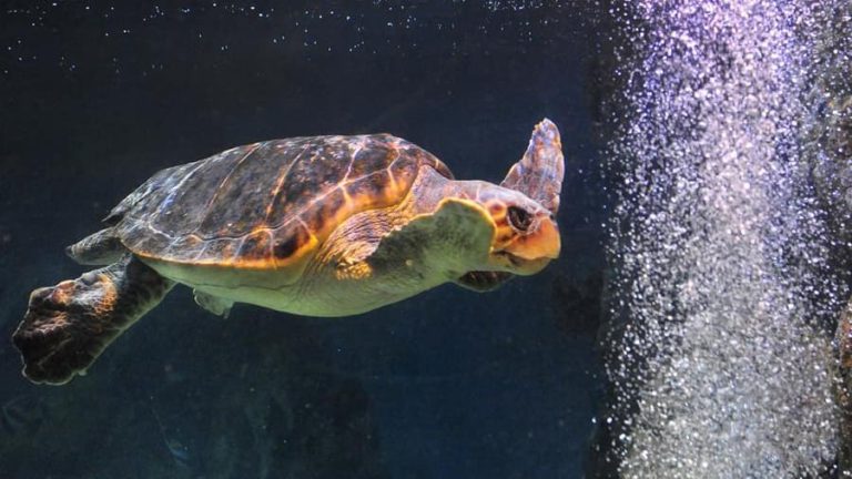 Omiros, Newquay Aquarium's Famous Sea Turtle, Dies