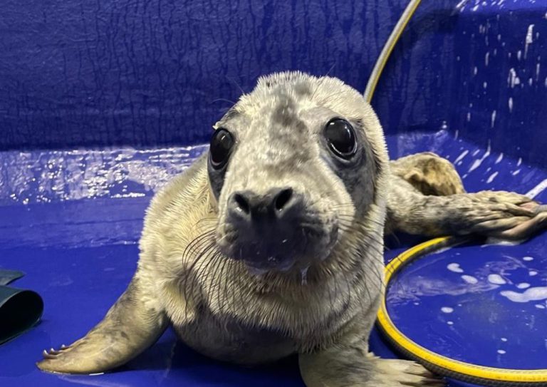 Cornish Seal Sanctuary Welcomes First Seal Pup Babybel