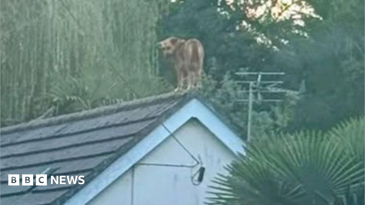Dog Grounded After Roof Rescue in Falmouth