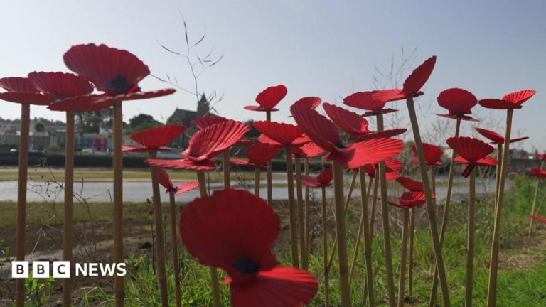 Cornwall's Scallop Shell Poppies Mark 9/11 Anniversary