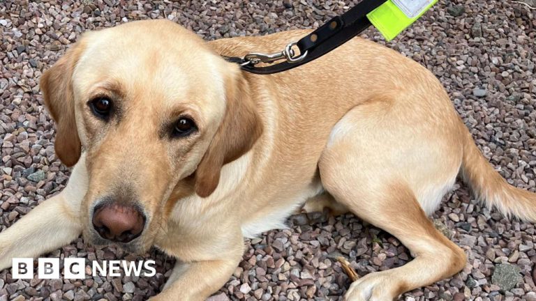 Charity Seeks Foster Homes for Devon Guide Dogs