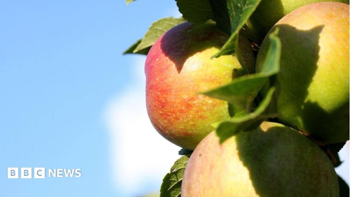 New Homes Plan Threatens Community Orchard in North Devon