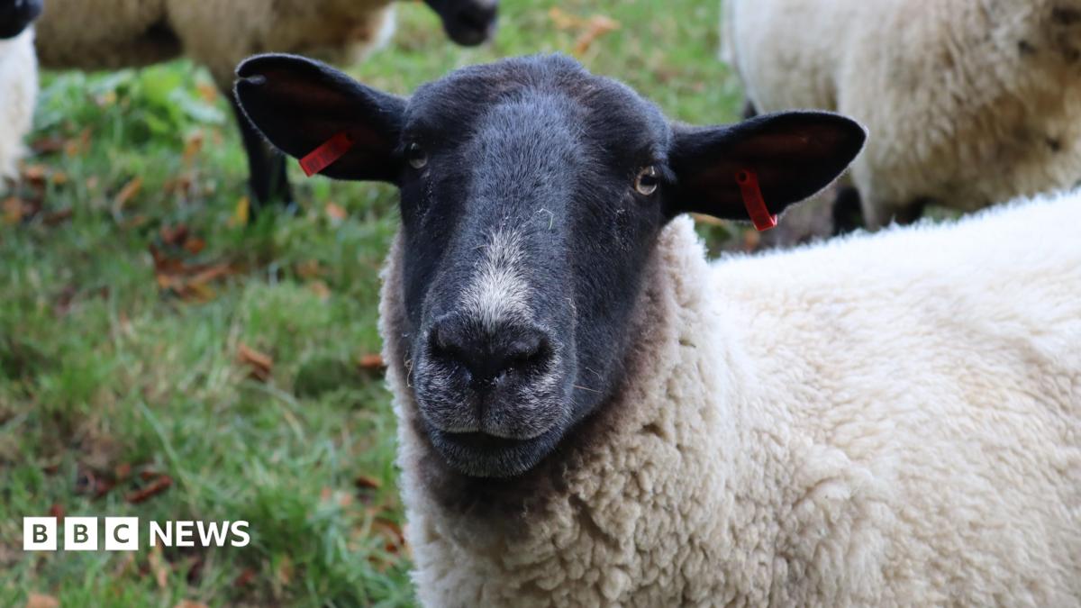 Police Seek Dog in Series of Devon Sheep Deaths