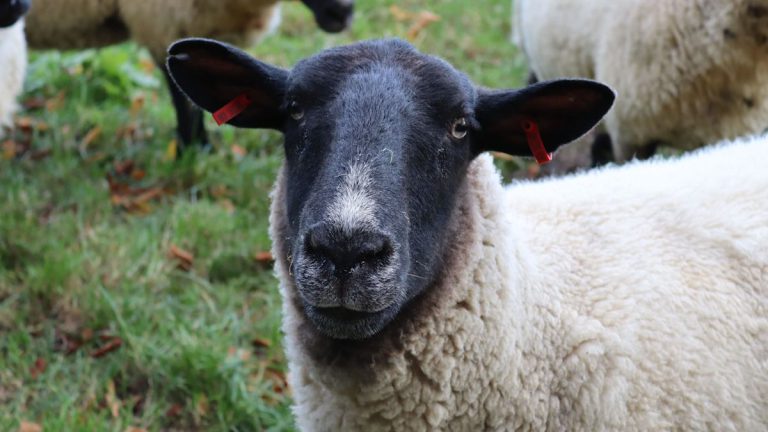 Police Search for Dog Behind Sheep Deaths