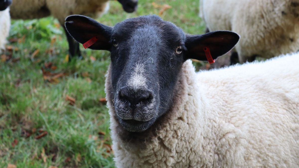 Police Search for Dog Behind Sheep Deaths