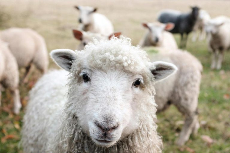 Drought and Bluetongue Mount Pressure on Devon Farm Tenants