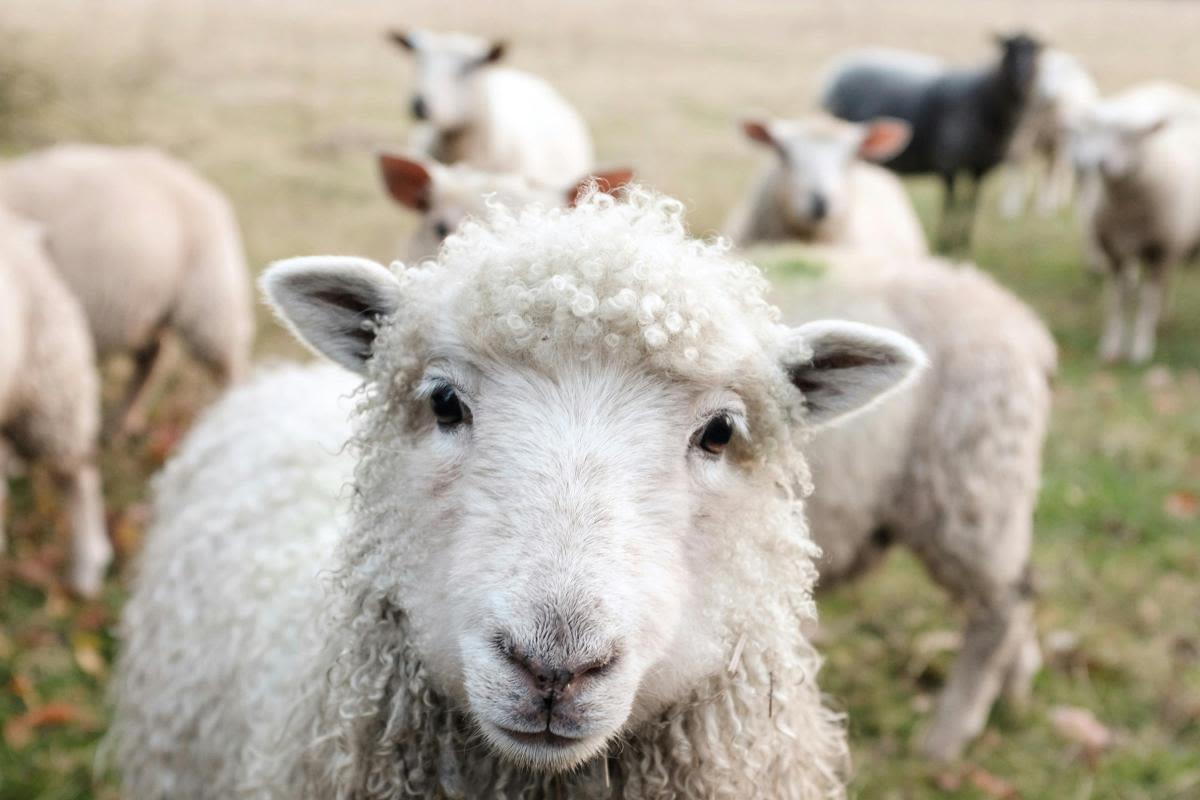 Drought and Bluetongue Mount Pressure on Devon Farm Tenants